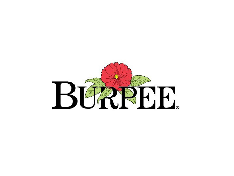 Burpee